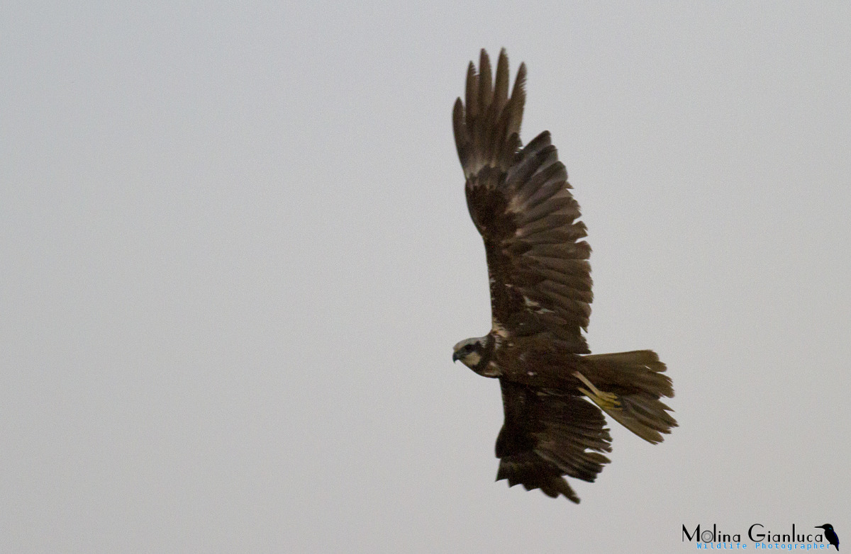 Falco di Palude in volo